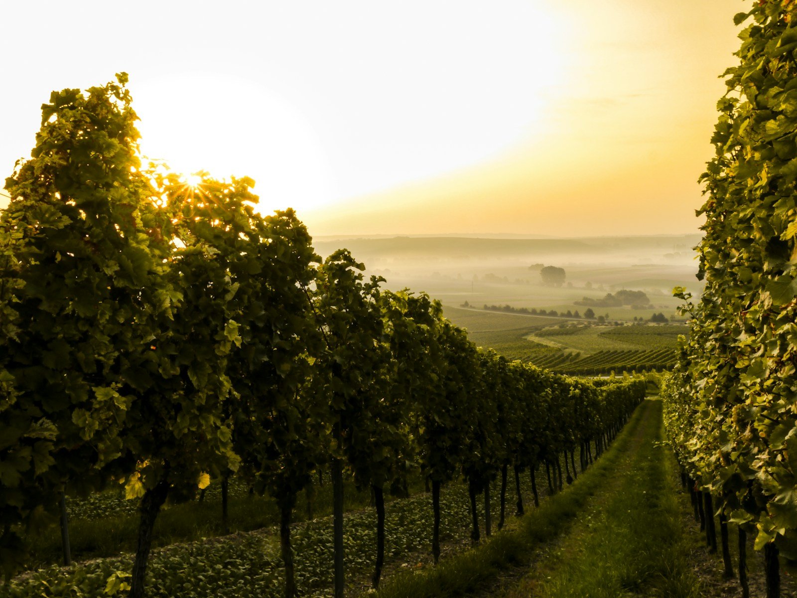 Wedding chauffeur Mornington Peninsula